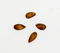 Jonathan apple seeds